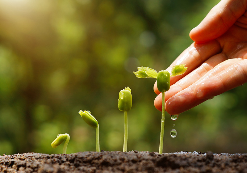 Plantes qui poussent